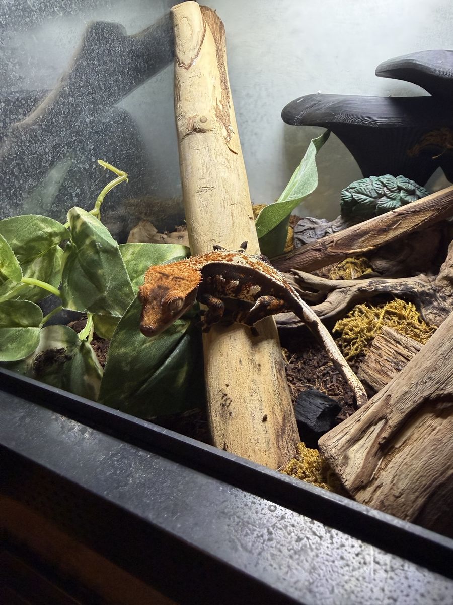 Crested gecko & enclosure