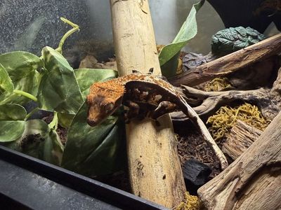 Crested gecko & enclosure