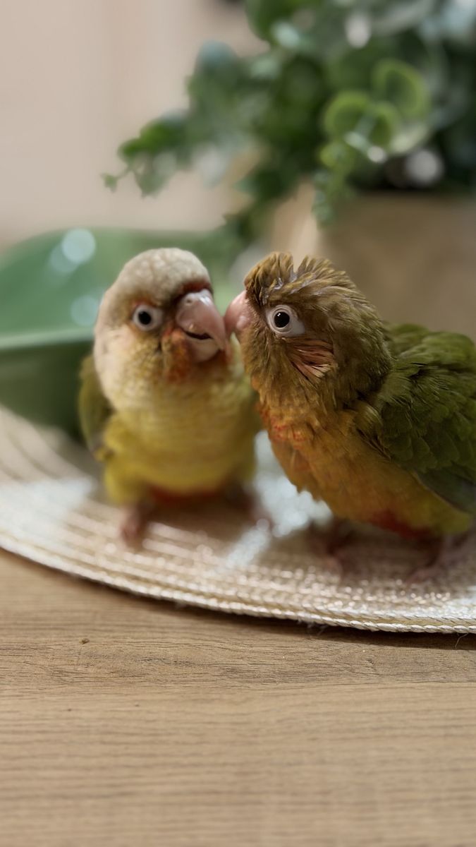 Green chick conure