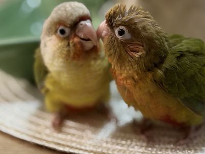 Green chick conure