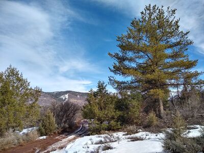 10 acre, heavily treed, buildable lot. *Seller Financing Available