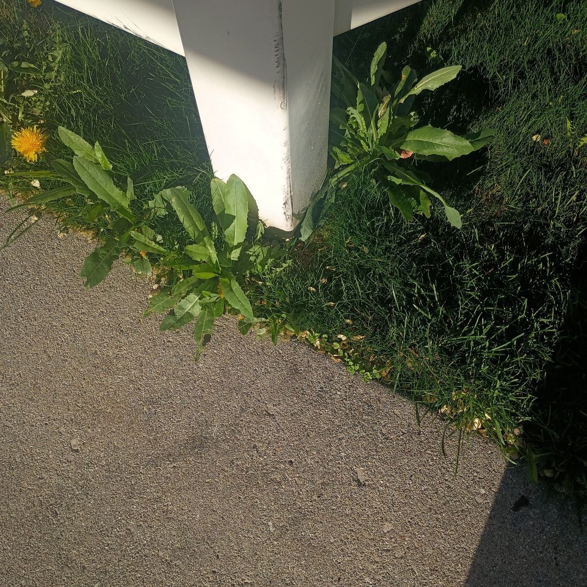 garden weed pull outs