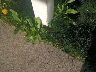 garden weed pull outs