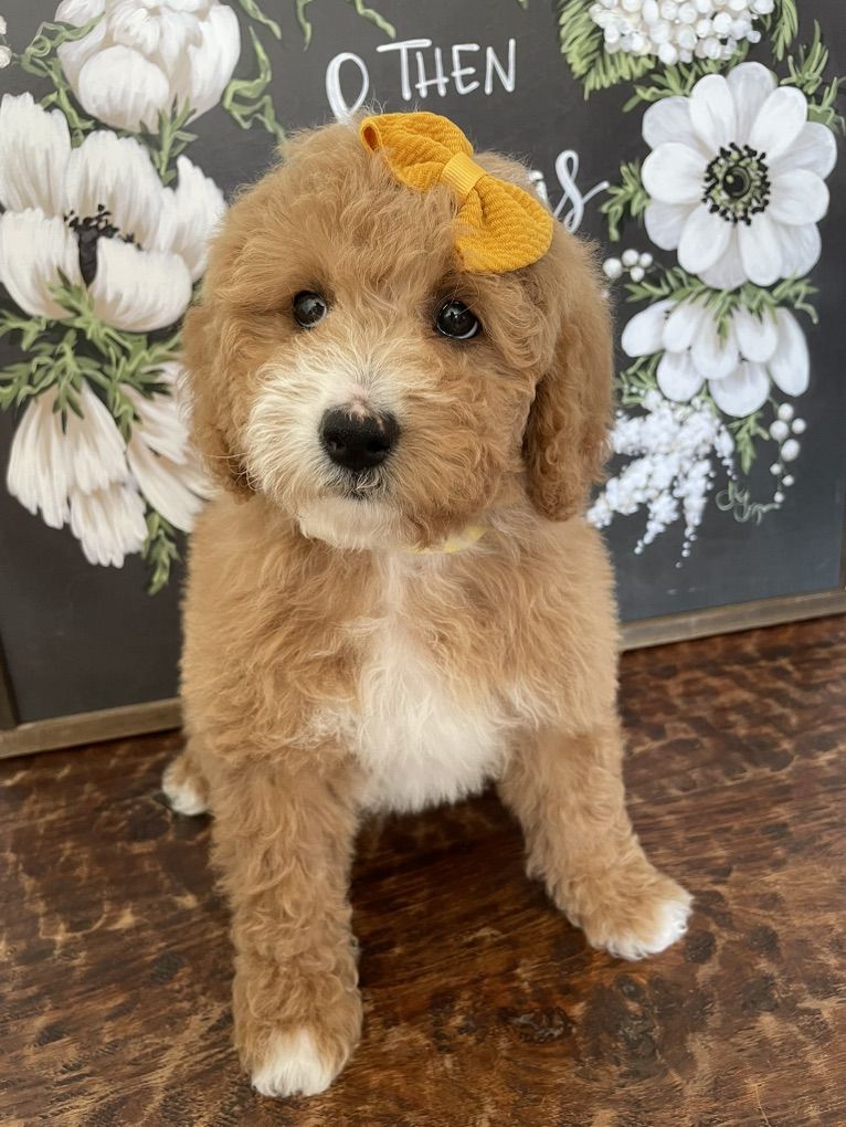Must Sell This Week, Mini Goldendoodle Girl
