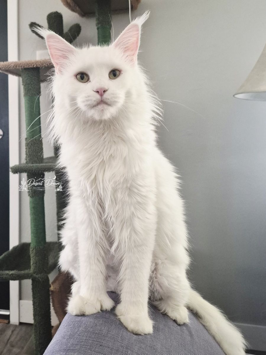 Future European Maine Coon Kittens