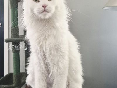 Future European Maine Coon Kittens