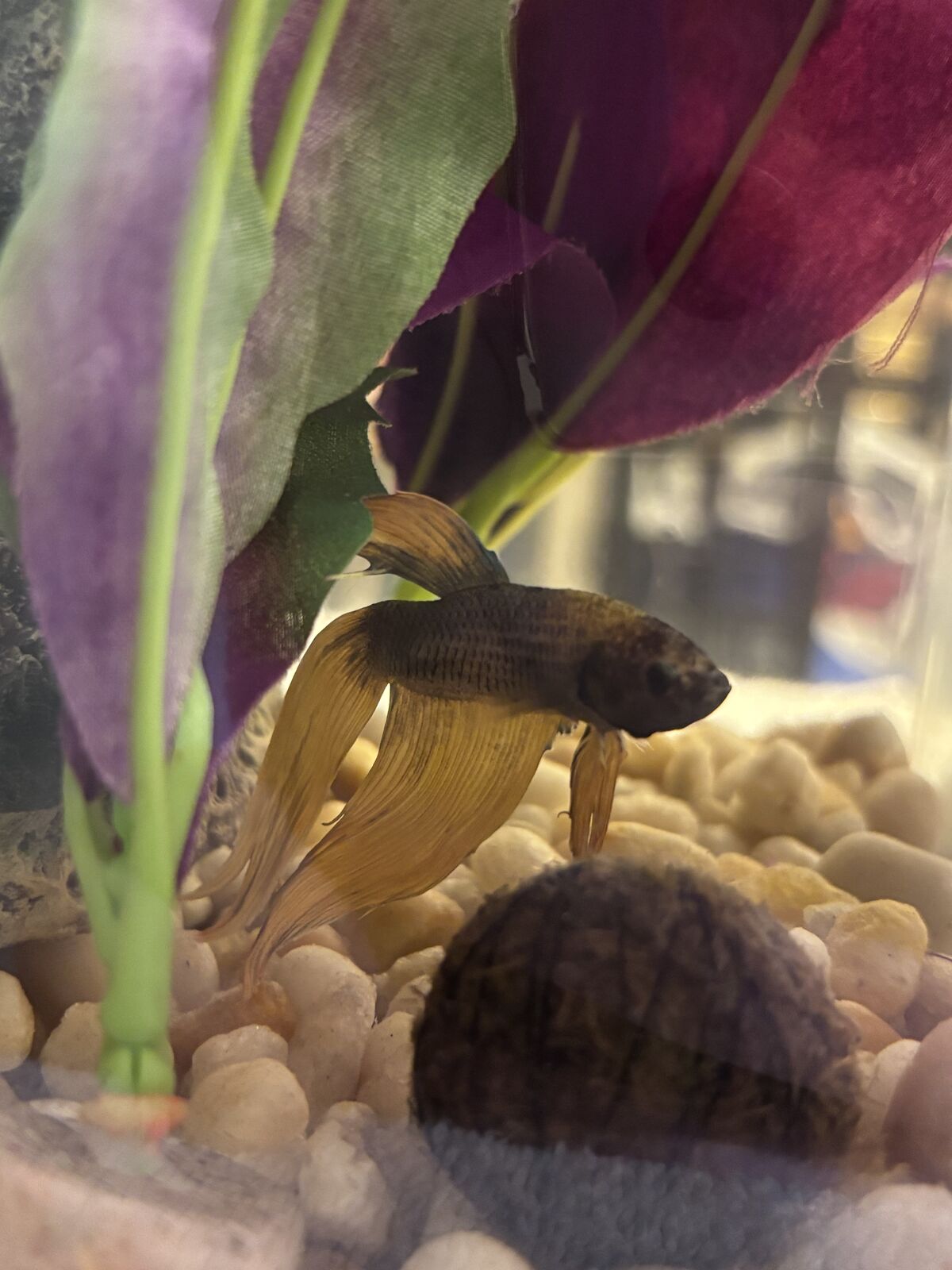 Bettas need to be rehomed