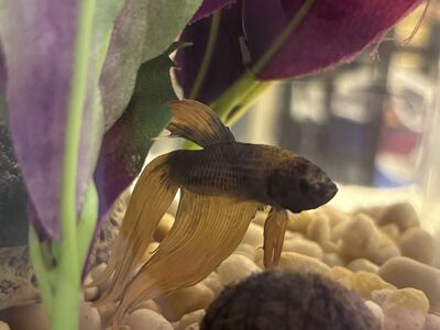 Bettas need to be rehomed