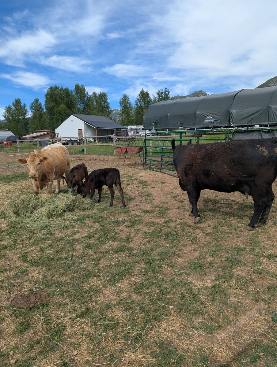 Cow, heifer pairs, Angus, charloais,