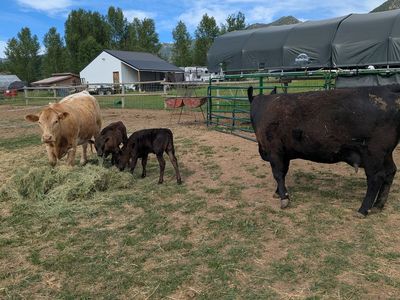 Cow, heifer pairs, Angus, charloais,