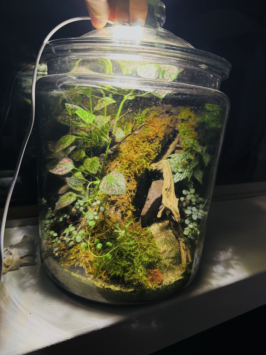 Large terrarium
