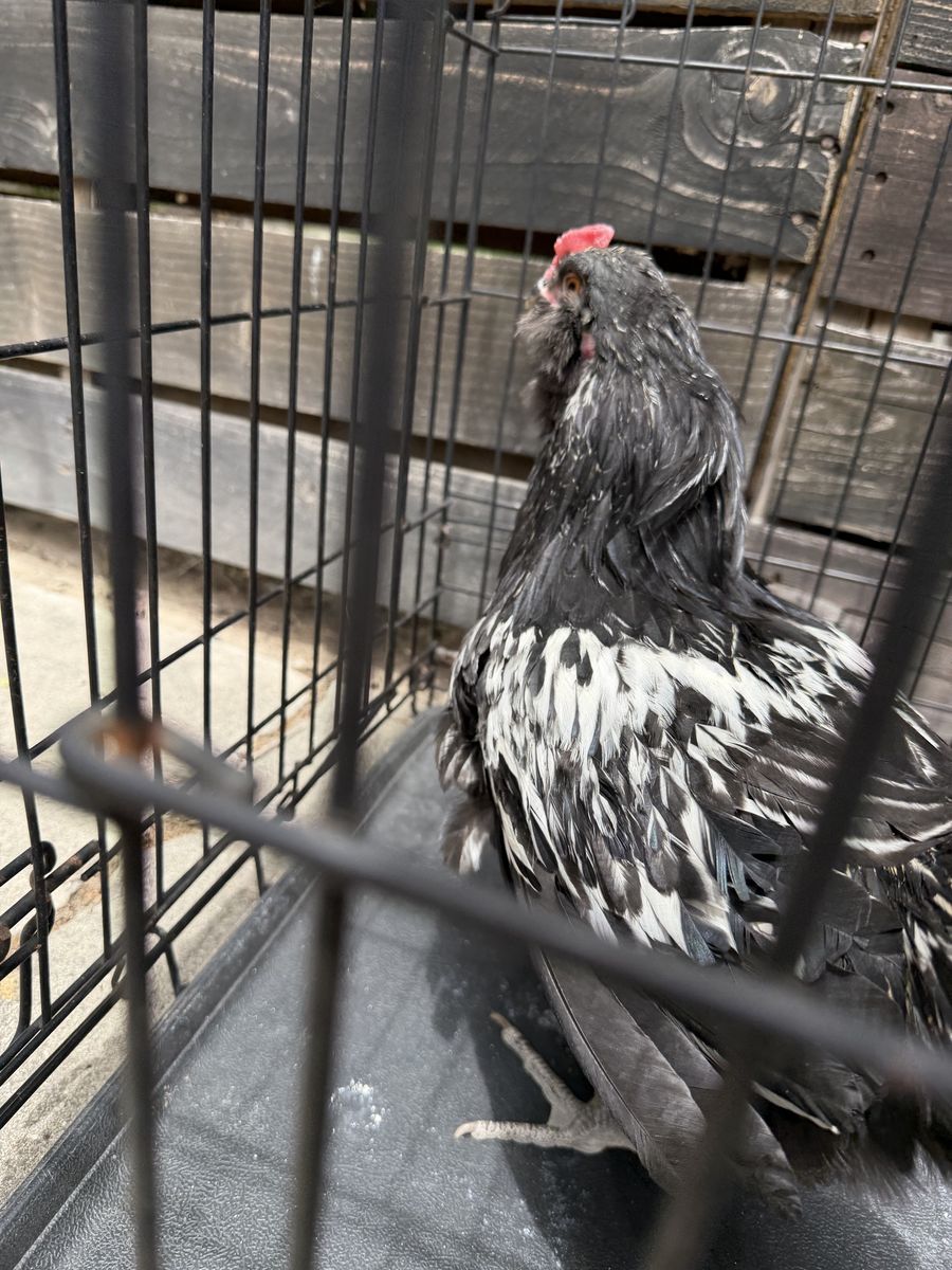 Free rooster