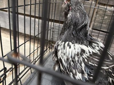 Free rooster