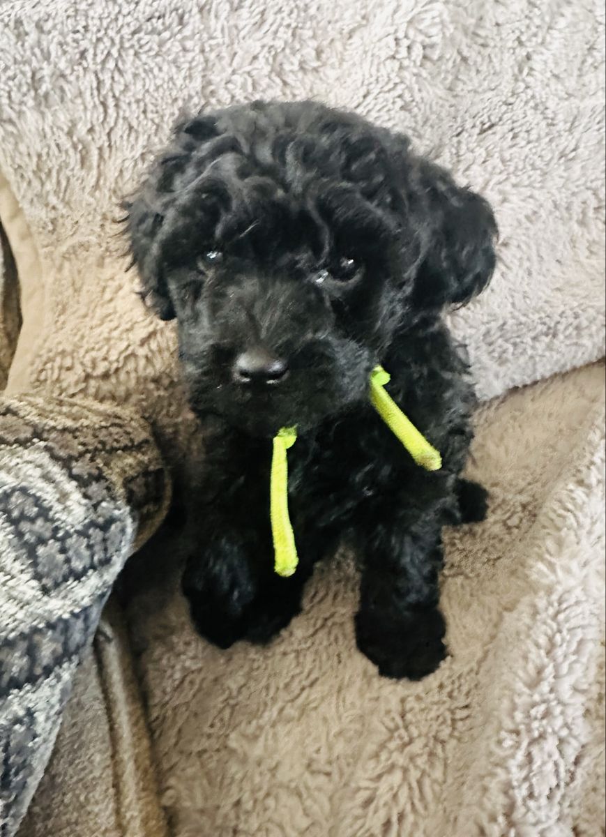 Micro Mini Goldendoodles