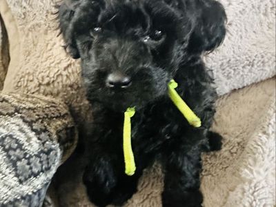 Micro Mini Goldendoodles