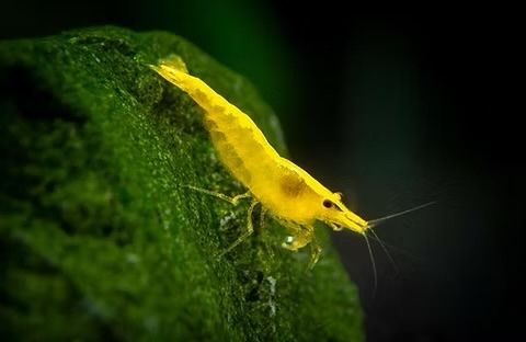 Yellow Golden Back Neocaridina shrimp