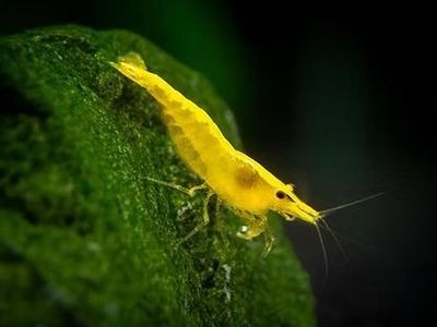 Yellow Golden Back Neocaridina shrimp