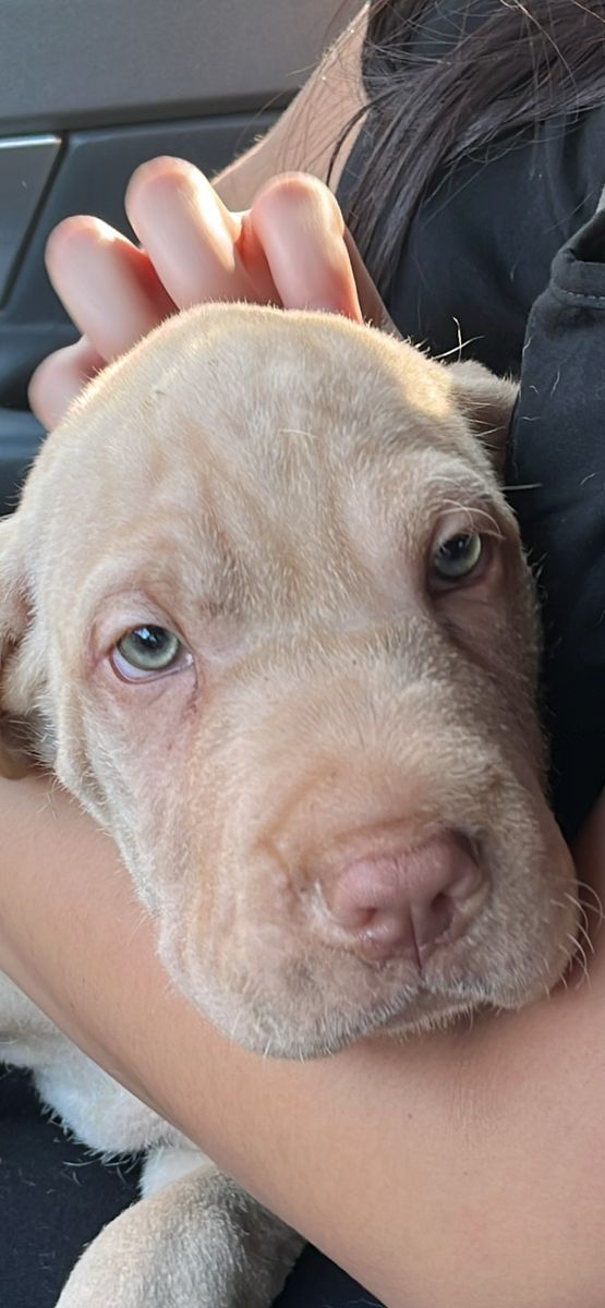 Shar Pei Goldendoodle