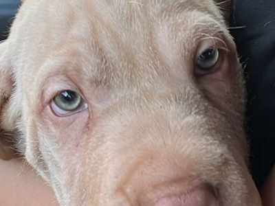 Shar Pei Goldendoodle