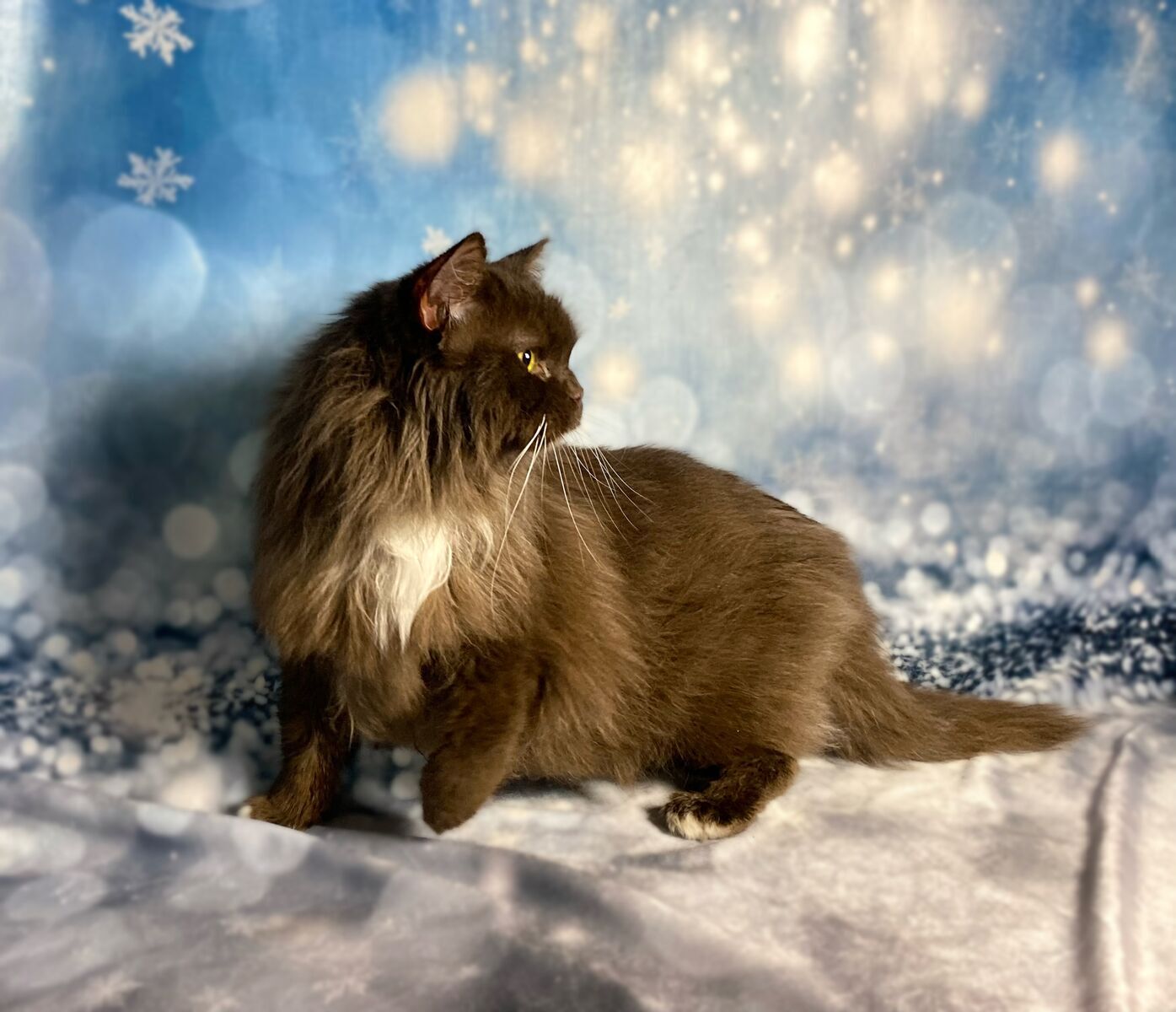 Solid Chocolate, Odd-Eyed, Topaz Ragdoll male