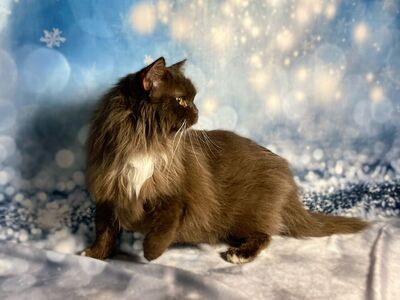 Solid Chocolate, Odd-Eyed, Topaz Ragdoll male