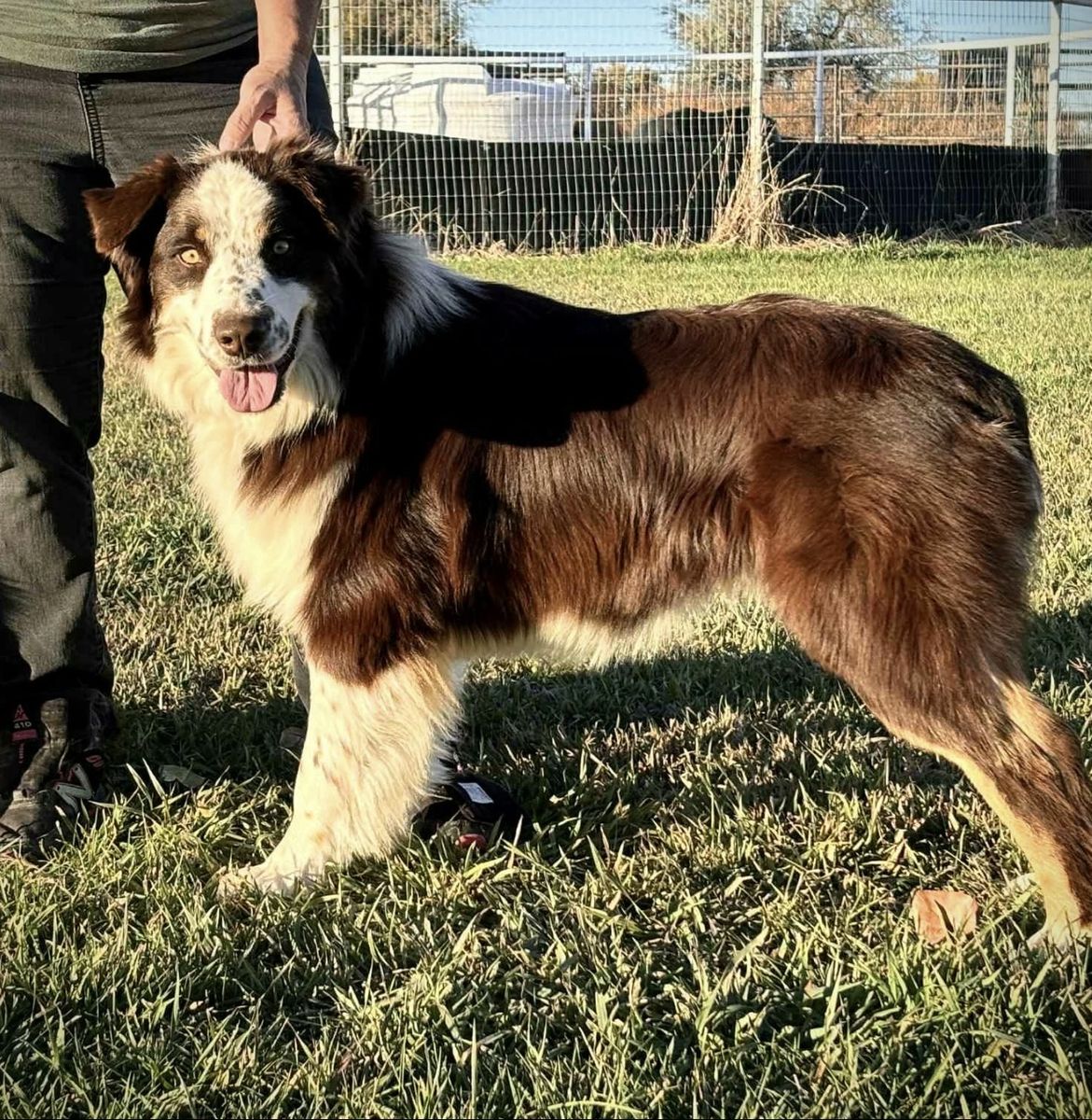 Australian Shepherd *STUD only*