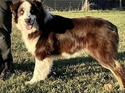 Australian Shepherd *STUD only*