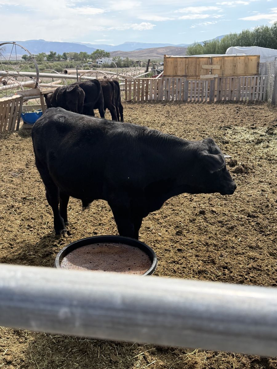 Black Angus steer