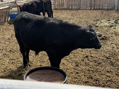 Black Angus steer