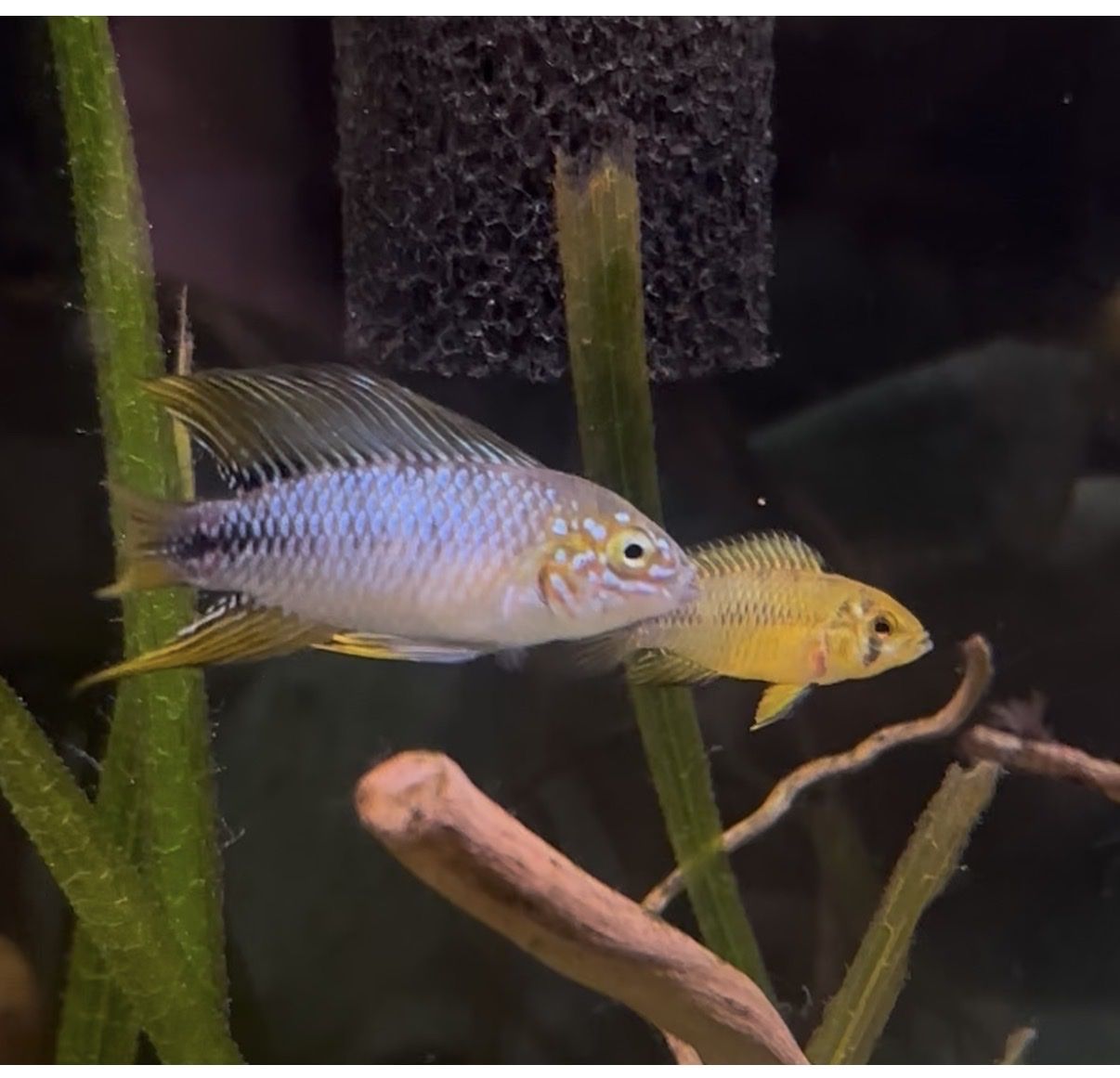 Apistogramma borellii Pair