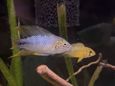 Apistogramma borellii Pair