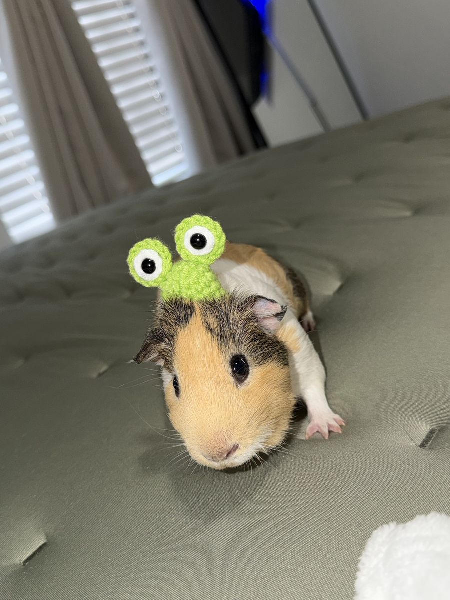 Guinea Pig or Small Pet