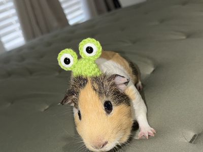 Guinea Pig or Small Pet