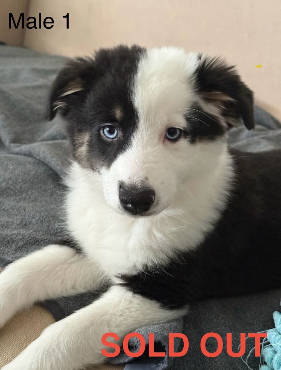 Australian Shepherd Puppies