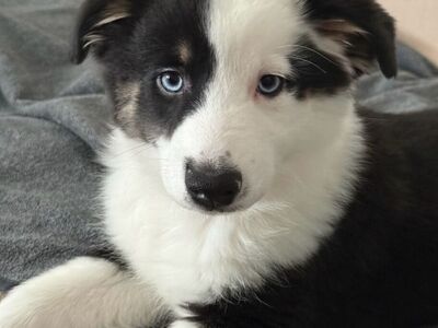 Australian Shepherd Puppies