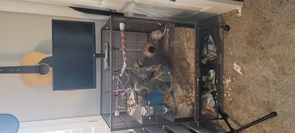2 Adult Rats and Cage