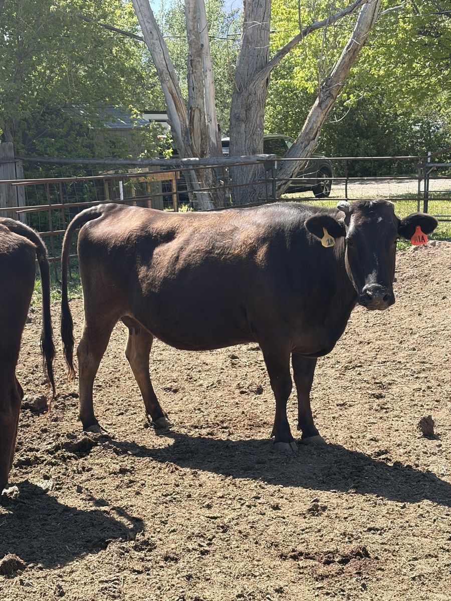 Full blood Wagyu
