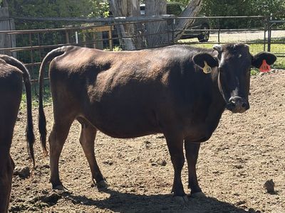 Full blood Wagyu