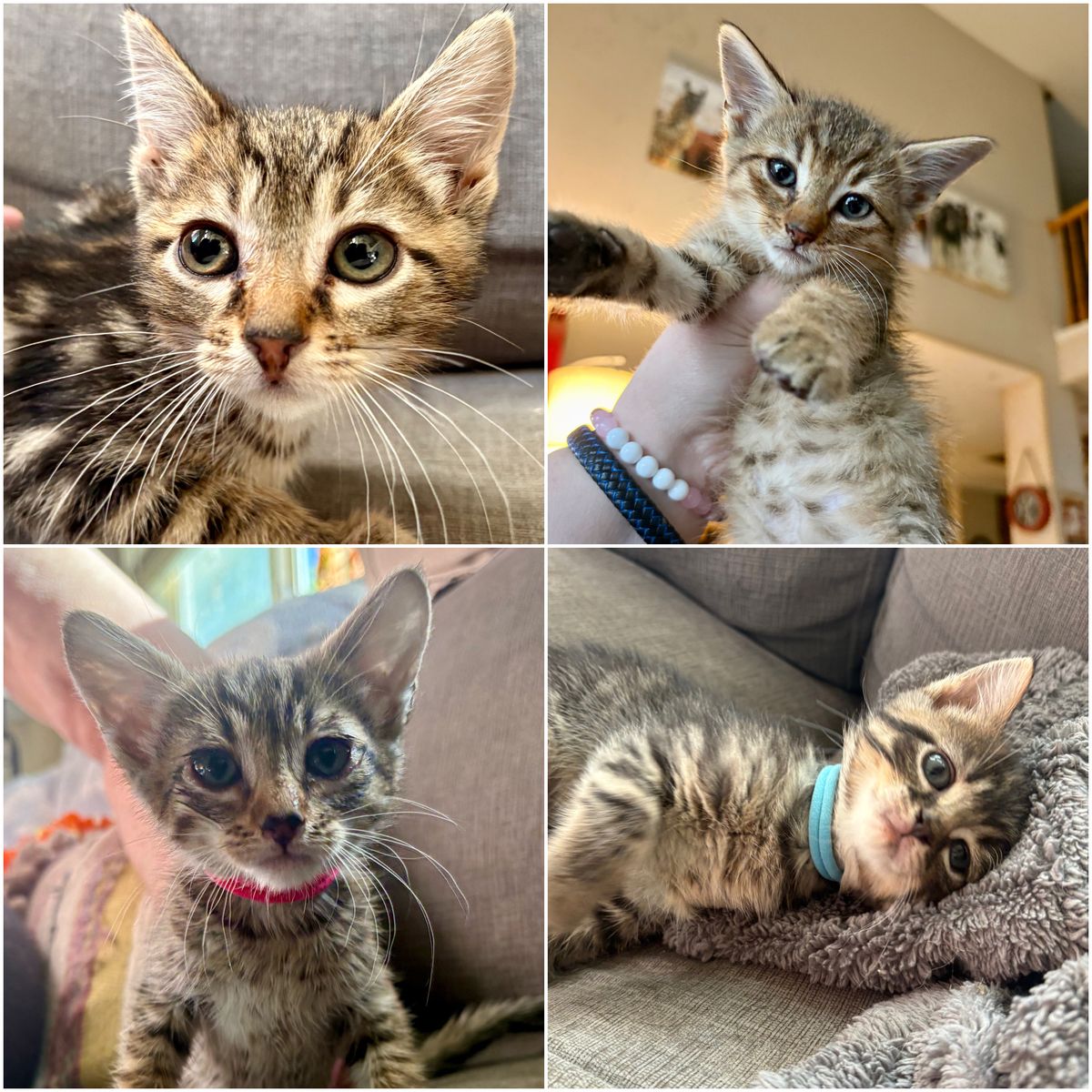 Loving Boy & Girl Tabby Kittens Ready for NewHomes