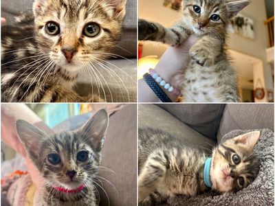 Loving Boy & Girl Tabby Kittens Ready for NewHomes