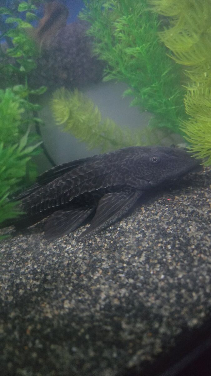 Big Pleco
