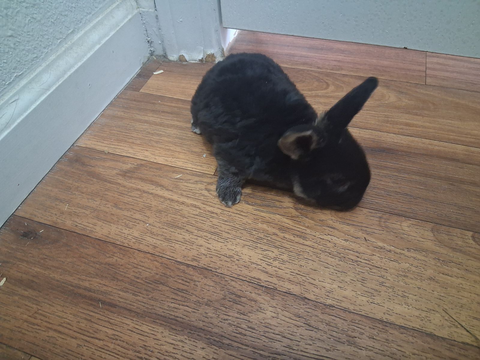 Baby mini plush lops