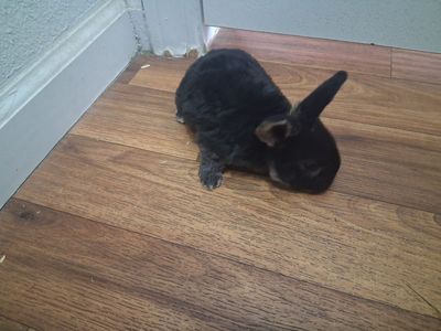 Baby mini plush lops