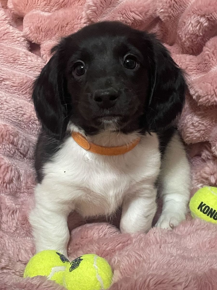 Long-Haired Dachshund Puppies