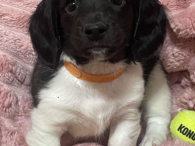 Long-Haired Dachshund Puppies