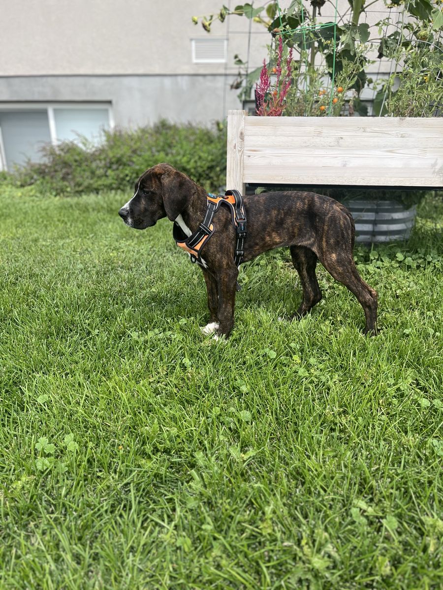 European Great Dane puppy