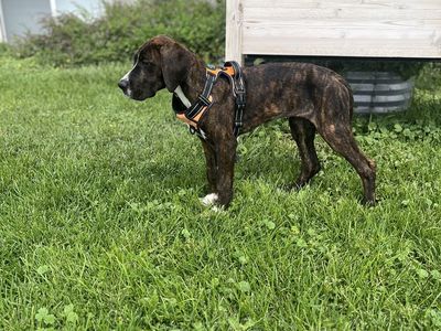 European Great Dane puppy