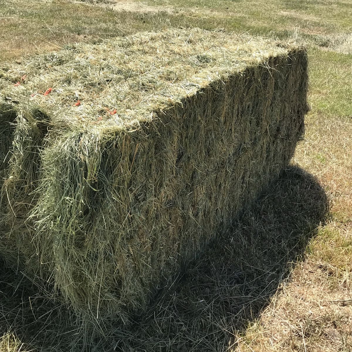 3x3 Grass Hay