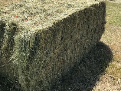 3x3 Grass Hay