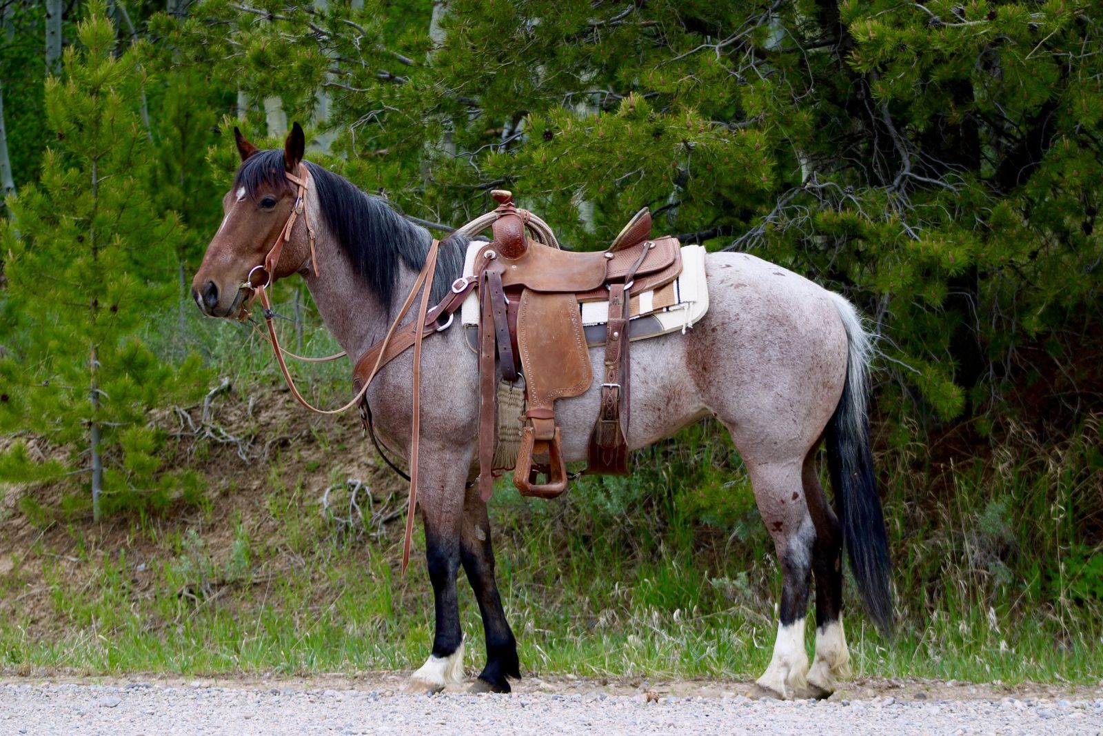 Gorgeous Roan Horse